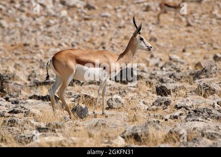 Seitenansicht einer Springbok-Antilope (Antidorcas marsupialis) in trockener Felslandschaft, Namibia, Etosha Nationalpark. Stockfoto