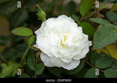 Nahaufnahme einer wunderschönen weißen Rose namens Rosa Susan Williams-Ellis. Rosen von David Austin. VEREINIGTES KÖNIGREICH Stockfoto