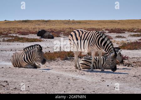 Drei wilde Zebras (Equus quagga) im Etosha National Park, Namibia. Stockfoto