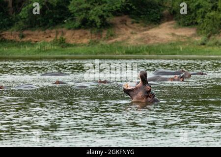Ein Nilpferd im Wasser mit weit geöffnetem Mund im Queen Elizabeth National Park, Uganda Stockfoto