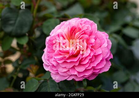 Nahaufnahme einer rosa David Austin Englische Strauchrose namens Eustacia Vye, die in Großbritannien blüht Stockfoto