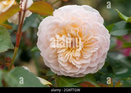 Eine Rose von David Austin namens Rosa Emily Bronte. Eine zartrosa englische Strauchrose blüht in Großbritannien Stockfoto