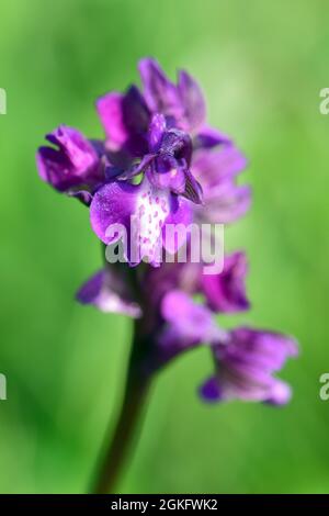 Grünflügelorchidee, kleines Knabenkraut, Anacamptis morio, agárkosbor, Őrség, Ungarn, Magyarország, Europa Stockfoto