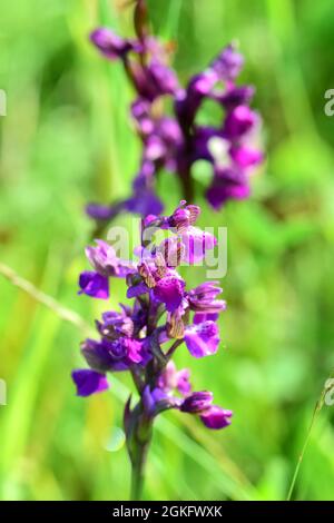 Grünflügelorchidee, kleines Knabenkraut, Anacamptis morio, agárkosbor, Őrség, Ungarn, Magyarország, Europa Stockfoto