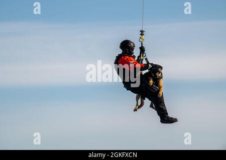 Die Küstenwache Kelly und ihr Handler Petty Officer der 2. Klasse, Jacob Brasker, Mitglieder des Maritime Safety and Security Teams Los Angeles/Long Beach, werden während des Trainings in der San Francisco Bay, 13. April 2021, von einem Dolphin Helicopter der Flugstation San Francisco MH-65 abgesenkt. Das Hoist-Training ermöglicht es dem Hund und seinem Handler, bequem im und um das Flugzeug zu arbeiten. Stockfoto