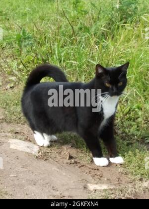 Eine schwarze Katze im Gras an einem sonnigen Tag.Porträt eines Haustieres Stockfoto