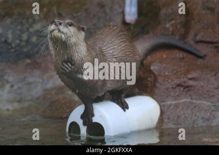 London, Großbritannien. September 2021. Die Otter des Zoos sind in ihrem Element und spielen glücklich im Regen. Den Tieren im ZSL London Zoo scheint das heutige nasse Wetter nichts auszumachen. Nach einigen heftigen, anhaltenden Regenfällen und Nieselregen wird das Wetter in den nächsten Tagen heller und wärmer werden. Kredit: Imageplotter/Alamy Live Nachrichten Stockfoto