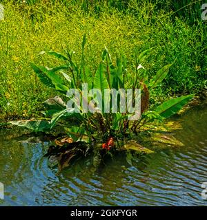 Nahaufnahme des Great Water Dock (Rumex hydrolapathum) Stockfoto