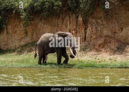 Ein Elefant mit Stoßzähnen läuft am Ufer des Kazinga-Kanals im Queen Elizabeth National Park, Uganda Stockfoto