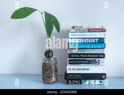 Stapel von Büchern im Regal, wobei die Avocado-Pflanze im Wasser wächst. Stockfoto