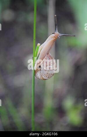 Schnecke Helix pomatia klettert durch Grashalme mit verschwommenem Hintergrund. Burgunder Schneckenschnecke überrascht Blick in die Kamera. Vertikale Aufnahme der Natur z Stockfoto