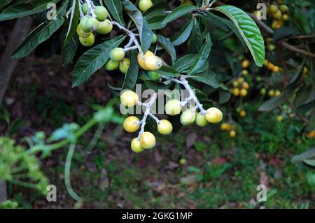 Der große immergrüne Strauch oder Baum des Loquat (Eriobotrya japonica) Stockfoto