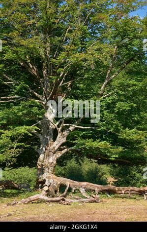 Majestätischer Baum mit eleganten tragenden und üppigen Ästen und grünen Blättern im Wald, Urbasa, Navarra, Spanien, Europa Stockfoto