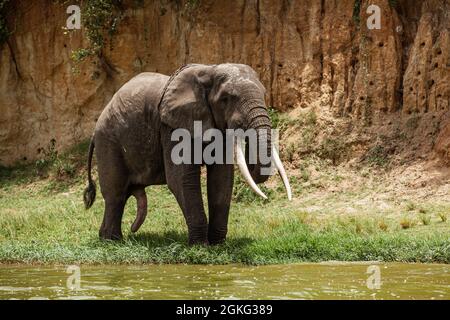 Ein Elefant mit Stoßzähnen läuft am Ufer des Kazinga-Kanals im Queen Elizabeth National Park, Uganda Stockfoto