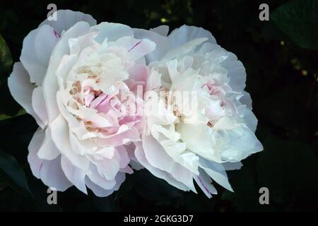 Paeonia Orchid Anne. Doppelte rosa Pfingstrose Blume. Paeonia lactiflora (chinesische Pfingstrose oder gemeinsame Gartenpfeonie). Zwei Blumen. Stockfoto