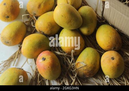 Alphonso Mangos hielten Heu. Sie sind oval und etwa 4 bis 6 Zoll lang. Die Haut ist goldgelb in der Farbe und weithin als die zu sein Stockfoto