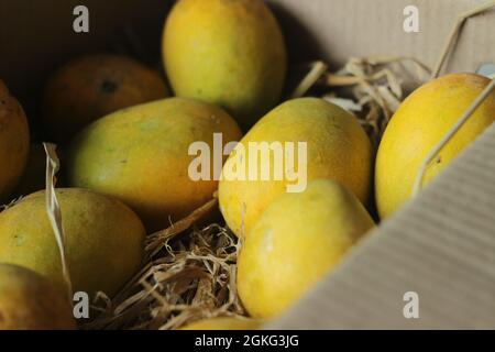 Alphonso Mangos wurden auf Heu gehalten, in der Verpackung. Sie sind oval und etwa 4 bis 6 Zoll lang. Die Haut ist goldgelb in der Farbe und weit verbreitet Stockfoto