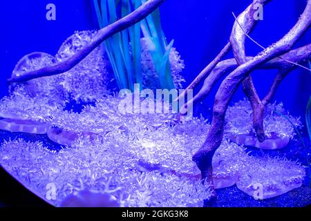 Mehrere Cassiopea andromeda Quallen (Upside-down Quallen) in blauem Licht am Aquarienboden. Stockfoto