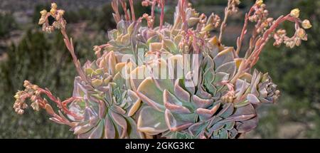 Panorama einer Echeveria Rosea, auch Eisanlage genannt. Dieser ist in der Blüte mit langen Blütenstielen. Es ist in Mittelamerika beheimatet, aber sie sind ein Stockfoto