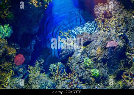 Farbenfrohes Ozeanaquarium mit verschiedenen Arten von Korallen, Pflanzen und Felsen. Stockfoto