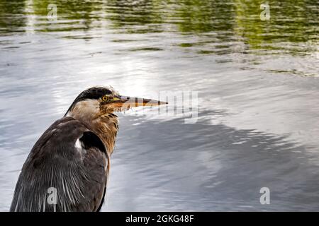 Reiher, der am Rande eines Sees steht Stockfoto