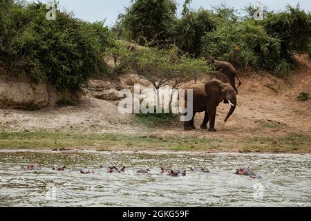 Elefanten wandern am Ufer des Kazinga-Kanals im Queen Elizabeth National Park, Uganda Stockfoto