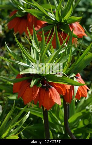 Fritillaria imperialis (Krone kaiserlich, kaiserliche Fritillary oder Kaiserkrone) ist eine Art blühender Pflanze in der Lilienfamilie. Vertikales Foto. Stockfoto