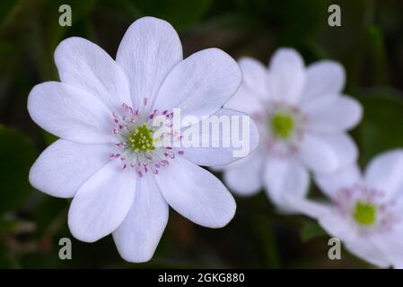 Garten weiße Leberblümchen Anemone hepatica (gemeine Leberblümchen, Leberwurz, Kidneywort, Pennywort), Hepatica im frühen Frühjahr im Garten enthüllt. Stockfoto