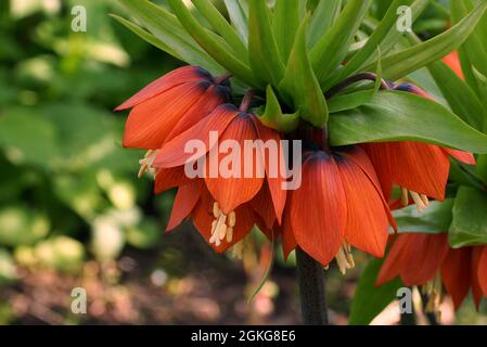 Blühende Pflanze Fritillaria imperialis aus nächster Nähe. Fritillaria imperialis (Krone kaiserlich, kaiserlich fritillary oder Kaiserkrone) Stockfoto