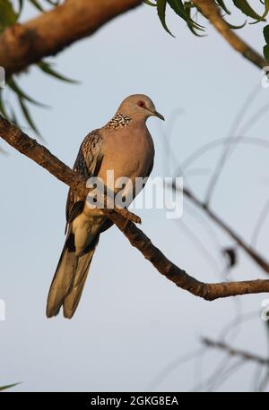 WESTERN Spotted Dove (Spilopelia suratensis ceylonensis) Erwachsener, der auf einem Zweig (endemische Rasse Sri Lankas) in Sri Lanka thront Dezember Stockfoto