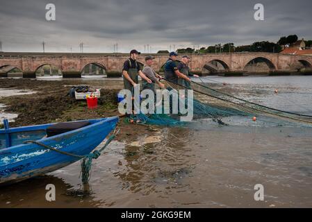 Berwick upon Tweed, Northumberland, England, Großbritannien, 14. September 2021. Die letzte Flut der Lachsnetzsaison 2021 auf dem River Tweed für die Fischer von Gardo in Berwick upon Tweed haben Fischer diese Fischerei aus dem Vormittelalter mit derselben Fangmethode bearbeitet. Gardo ausgesprochen Gardi, der Name überlebt nur in seiner ursprünglichen Form wegen seiner Verwendung durch die Fischer der Name wurde fälschlicherweise aus der mittelalterlichen Schrift transkribiert. Gardo ist auch die letzte kommerzielle Lachsnetzstation auf dem Tweed. Stockfoto