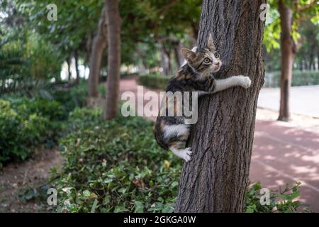 Izmir, Alsancak, Türkei. September 2021. Izmir (alt) International Fair Park, streunende Tiere Schutz. Menschen, die streunende Katzen zu diesem Tierheim bringen, weil sie vom Gemeindetierarzt betreut werden. Diese Katzen auf dem Bild kamen gerade heute zum Park. (Bild: © Uygar Ozel/ZUMA Press Wire) Stockfoto