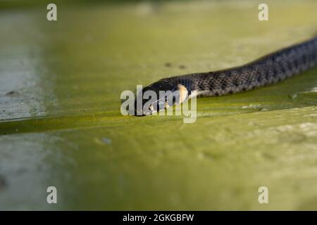 Die Baby-Grassnatter (Natrix natrix) auch als Ringelnatter oder Wassernatter bekannt. Selektiver Fokus, geringe Schärfentiefe. Stockfoto