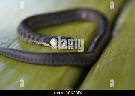 Die Baby-Grassnatter (Natrix natrix) auch als Ringelnatter oder Wassernatter bekannt. Selektiver Fokus, geringe Schärfentiefe. Stockfoto