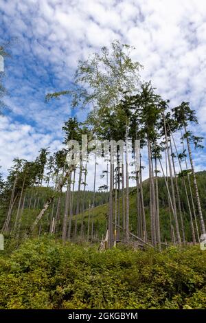 Kleiner Baumhain, der nach dem Holzschlag auf der Straße nach Port Alice, Northern Vancouver Island, BC, Kanada, zurückgelassen wurde Stockfoto