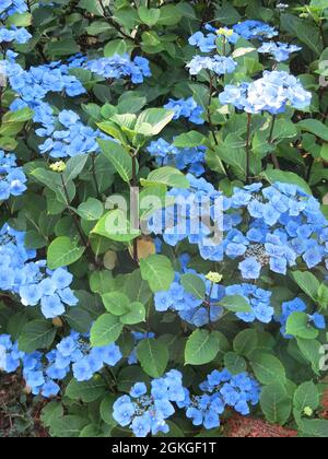 Der Strauch Lacecap Hortensia macrophylla zeichnet sich durch leuchtend tiefblaue Blüten aus, wenn er in den sauren Böden im Westen Schottlands wächst Stockfoto
