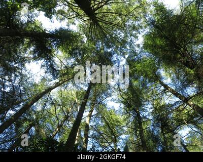 Achtsamkeit durch Waldbaden: Blick nach oben auf einen Kreis von Bäumen mit den hohen Stämmen sehr dunkel und das Sonnenlicht scheint durch das Laub. Stockfoto