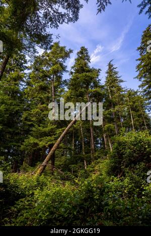 Blick auf den Wald auf dem Weg zur San Josef Bay im Cape Scott Provincial Park, Vancouver Island, BC, Kanada Stockfoto