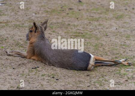 Dolichotis patagonum Tier auf trockener Wiese im Sommer heißen Tag Stockfoto