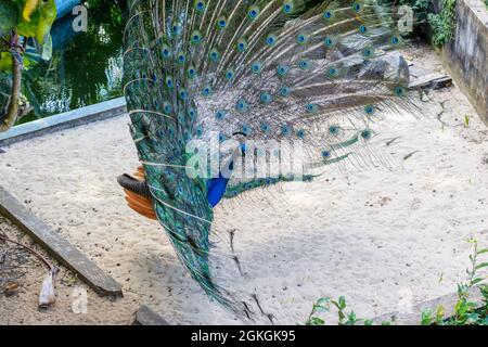 Farbenfroher Pfau, der im Zoo in Salvador Bahia, Brasilien, ausgestellt wird. Die Vögel der Gattung Pavo und Afropavo der Fasanenfamilie werden Pfau genannt. Stockfoto