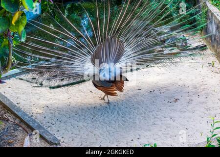 Farbenfroher Pfau, der im Zoo in Salvador Bahia, Brasilien, ausgestellt wird. Die Vögel der Gattung Pavo und Afropavo der Fasanenfamilie werden Pfau genannt. Stockfoto