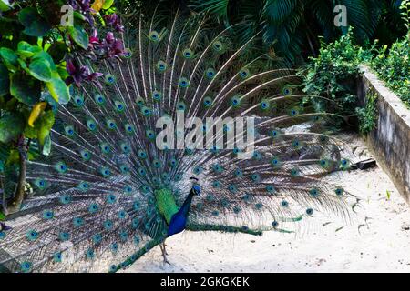 Farbenfroher Pfau, der im Zoo in Salvador Bahia, Brasilien, ausgestellt wird. Die Vögel der Gattung Pavo und Afropavo der Fasanenfamilie werden Pfau genannt. Stockfoto