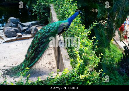 Farbenfroher Pfau, der im Zoo in Salvador Bahia, Brasilien, ausgestellt wird. Die Vögel der Gattung Pavo und Afropavo der Fasanenfamilie werden Pfau genannt. Stockfoto