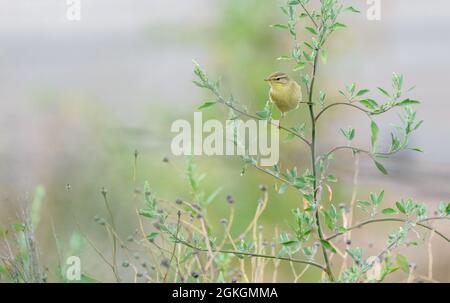 Weidenstampfer (Phylloscopus trochilus), der die Beine auf den Ästen aufstreckt. Portugal, Europa. Stockfoto