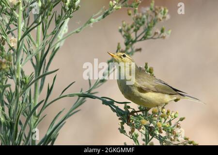 Willow-Warbler Phylloscopus trochilus, erwachsener Vogel, der auf einer Pferdealgenpflanze sitzt. Portugal Stockfoto