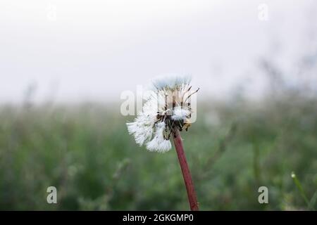 Weißer, flauschiger Dandelion mit Tau auf einem nebligen Feld aus nächster Nähe Stockfoto