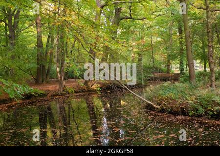Blick auf Buchenbäume (Fagus sylvatica) in einem Wald am Rande eines kleinen Grabens Stockfoto