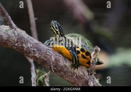 Nahaufnahme einer Baby-Schildkröte aus Florida mit roten Bäuchen auf einem Zweig, Silver Springs State Park, Florida, USA Stockfoto