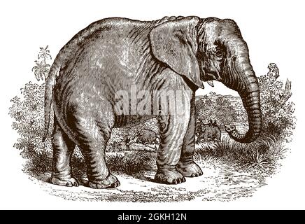 Bedrohter afrikanischer Elefant in Seitenansicht, stehend in einer grasbewachsenen Landschaft mit Bäumen. Illustration nach antikem Stich aus dem 19. Jahrhundert Stock Vektor