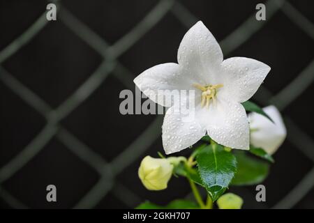 Weißer Blütenkopf, Baloon Knospen und grüne Blätter von nassem Kraut im regnerischen Garten. Platycodon grandiflorus. Wasser tropft auf fragile Blüte. Drahtgeflecht. Stockfoto